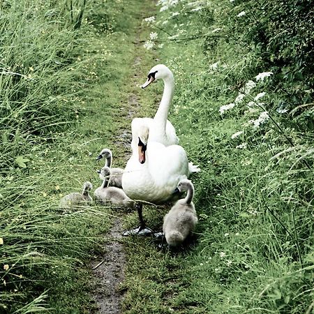 Duck Terrace With Gym Duckling Stays Kibworth Harcourt Экстерьер фото